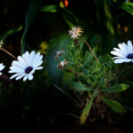 Ogłoszenia, Czwarta Niedziela zwykła, Essendon, Richmond i Oakleigh, 1 luty 2026 roku