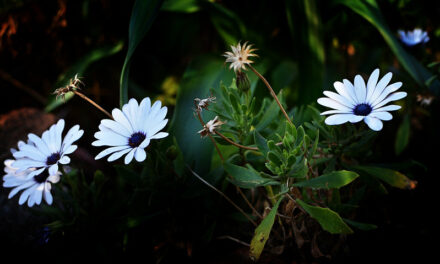 Ogłoszenia, Czwarta Niedziela zwykła, Essendon, Richmond i Oakleigh, 1 luty 2026 roku