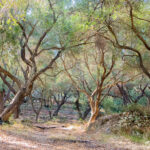 Ogłoszenia, 5 N. Wlk. Postu, Essendon, Richmond i Oakleigh, 22 marca 2026 roku