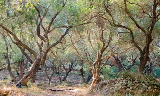 Ogłoszenia, 5 N. Wlk. Postu, Essendon, Richmond i Oakleigh, 22 marca 2026 roku