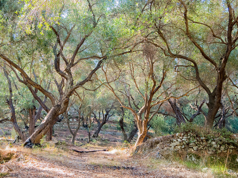 Ogłoszenia, 5 N. Wlk. Postu, Essendon, Richmond i Oakleigh, 22 marca 2026 roku